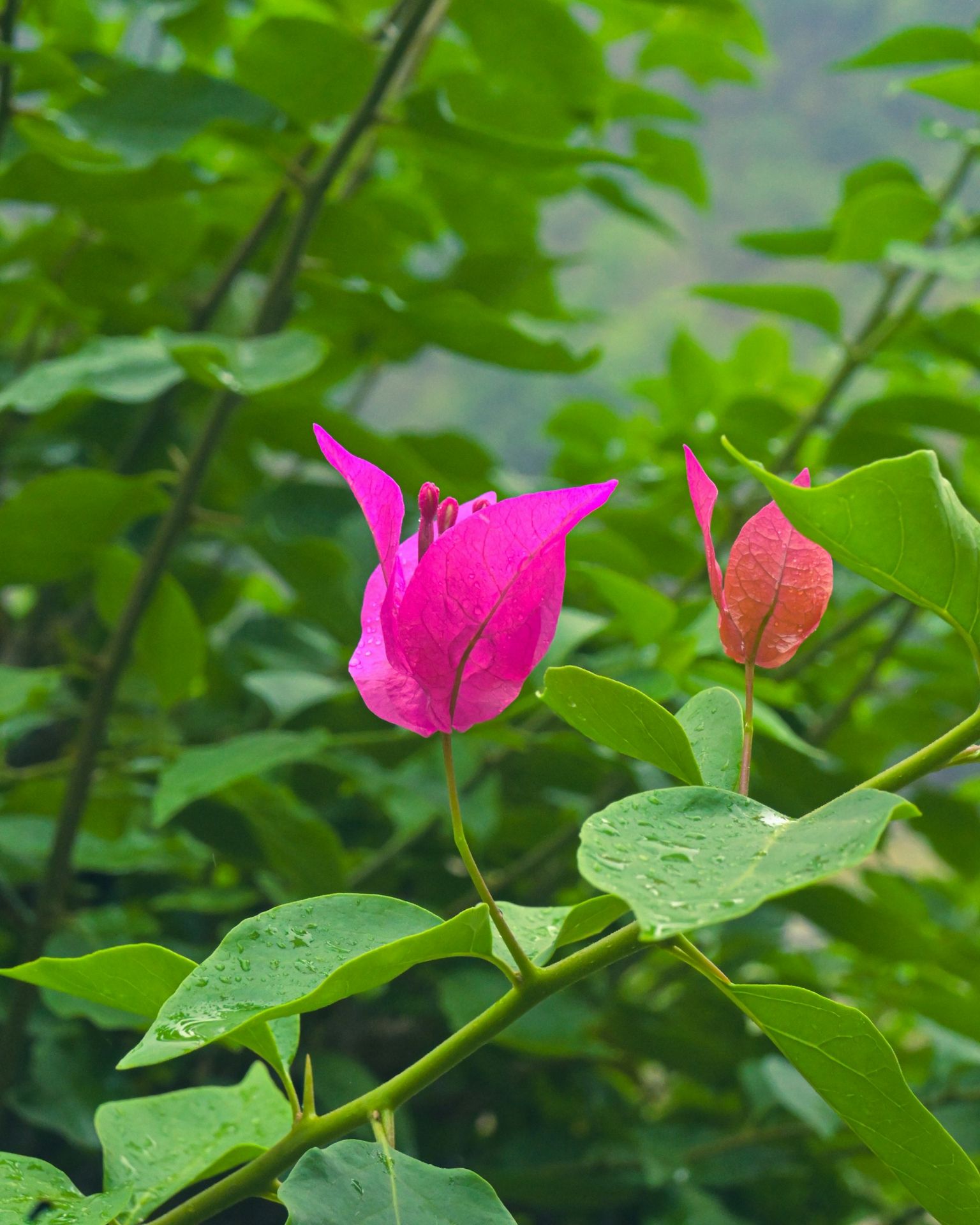 A couple of pink flowers sitting on top of a lush green field